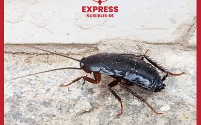 EXPRESS NUISIBLES 66 traite la blatte orientale à Perpignan
