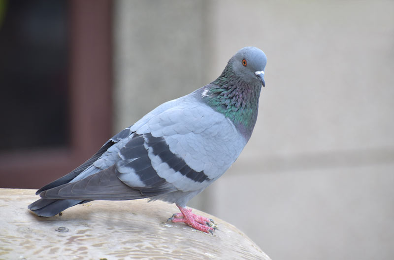 depigeonnage-expert-lutte-volatiles-perpignan-pyrenees-orientales-66