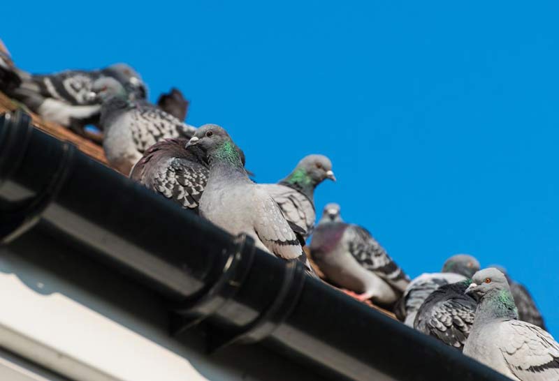 depigeonnage-perpignan-pyrenees-orientales-66
