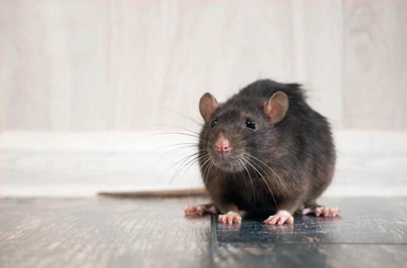 deratiseur-rongeurs-rats-souris-canet-en-roussillon-66