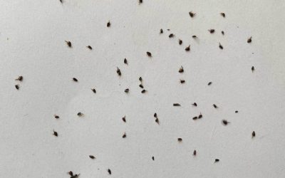 Traitement contre une infestation de puces