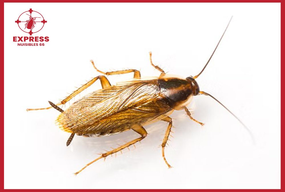 EXPRESS NUISIBLES 66 traite la blatte germanique à Perpignan
