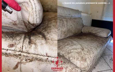 EXPRESS NUISIBLES 66 forte infestation de punaises de lit