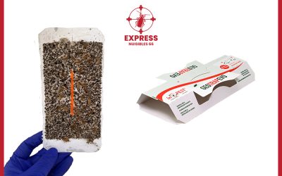 EXPRESS NUISIBLES 66 nos outils anti nuisibles à Perpignan